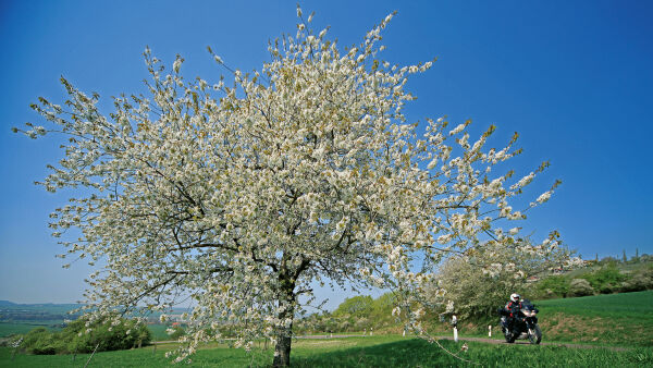 Leipziger Allerlei Leipziger Allerlei